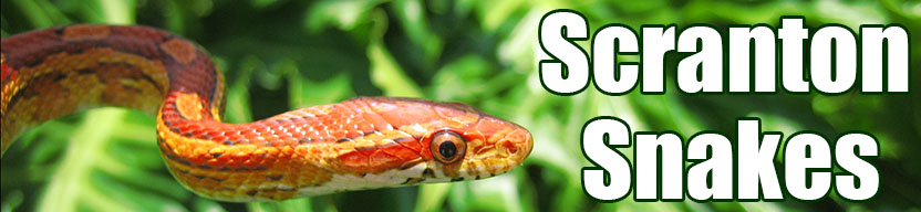 Scranton snake